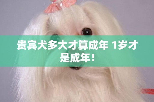 貴賓犬多大才算成年 1歲才是成年！