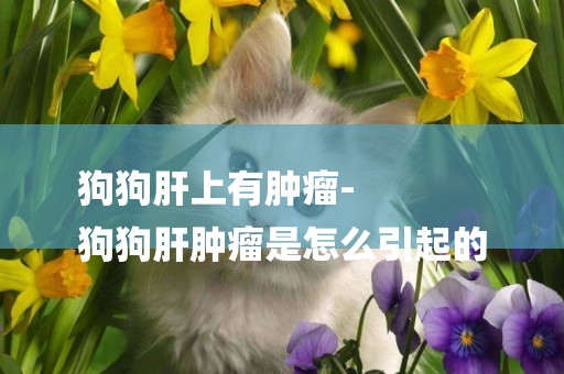 狗狗肝上有腫瘤-
狗狗肝腫瘤是怎么引起的