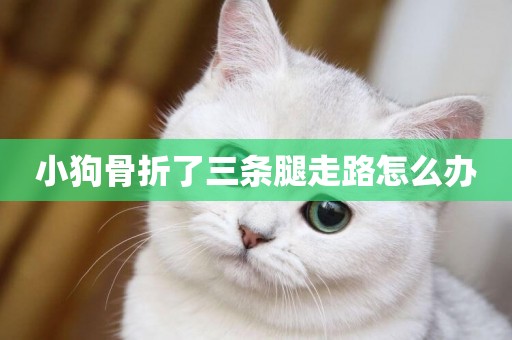 小狗骨折了三條腿走路怎么辦