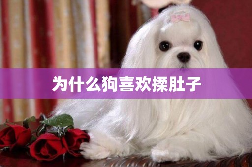 為什么狗喜歡揉肚子