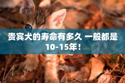 貴賓犬的壽命有多久 一般都是10-15年！