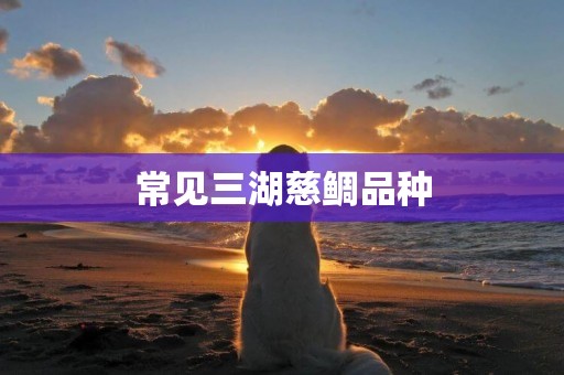 常見三湖慈鯛品種