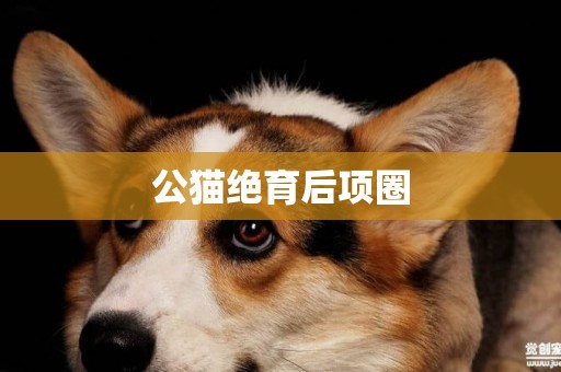公貓絕育后項圈