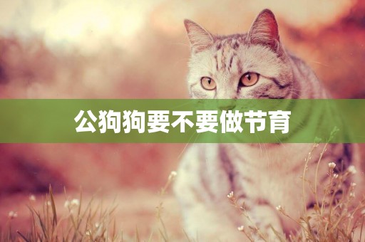 公狗狗要不要做節育