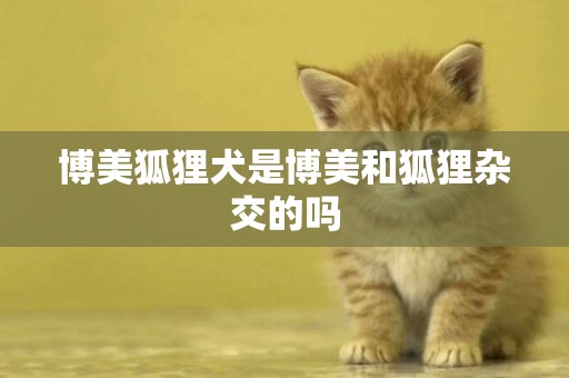 博美狐貍犬是博美和狐貍雜交的嗎