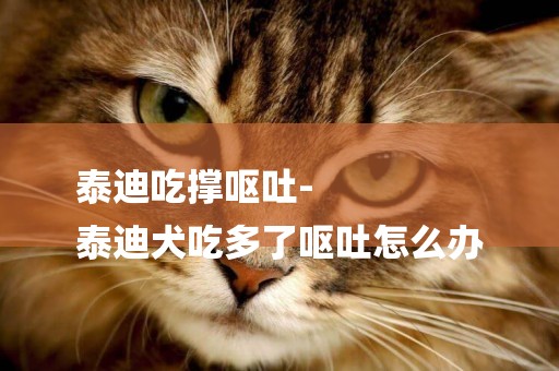 泰迪吃撐嘔吐-
泰迪犬吃多了嘔吐怎么辦