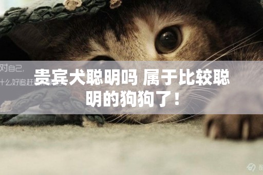 貴賓犬聰明嗎 屬于比較聰明的狗狗了！