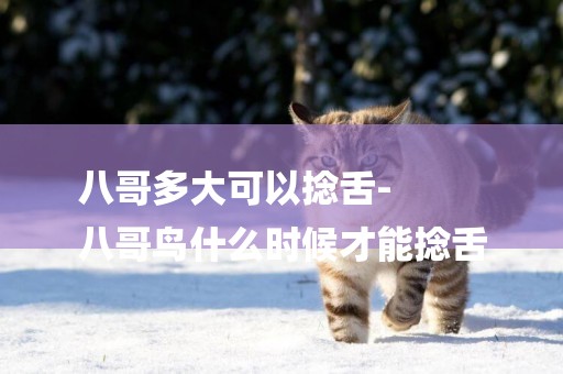 八哥多大可以捻舌-
八哥鳥什么時候才能捻舌