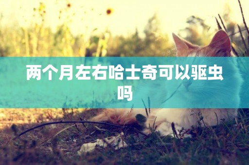 兩個月左右哈士奇可以驅蟲嗎