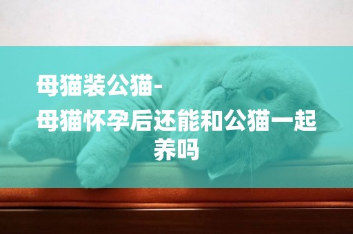 母貓裝公貓-
母貓懷孕后還能和公貓一起養嗎