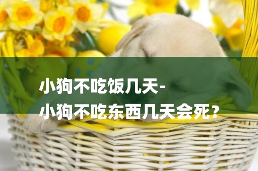 小狗不吃飯幾天-
小狗不吃東西幾天會死？