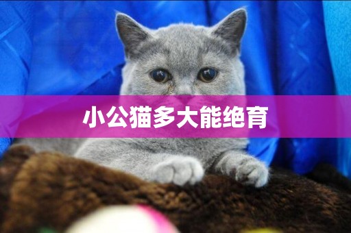 小公貓多大能絕育
