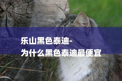 樂山黑色泰迪-
為什么黑色泰迪最便宜