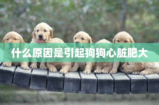 什么原因是引起狗狗心臟肥大