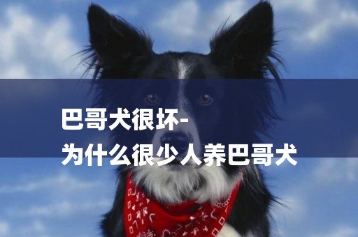 巴哥犬很壞-
為什么很少人養巴哥犬