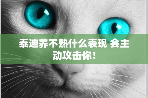 泰迪養不熟什么表現 會主動攻擊你！