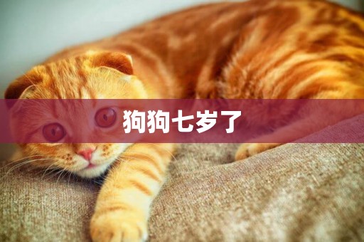 狗狗七歲了