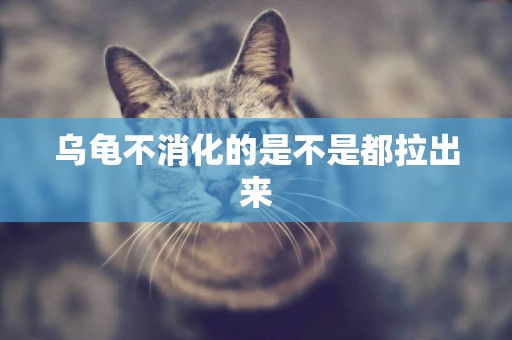 烏龜不消化的是不是都拉出來