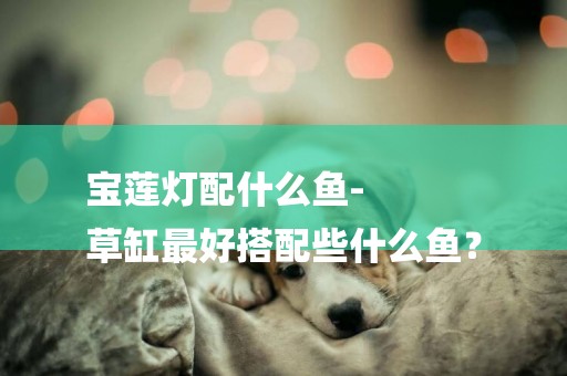 寶蓮燈配什么魚-
草缸最好搭配些什么魚？