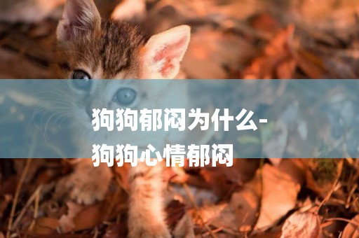 狗狗郁悶為什么-
狗狗心情郁悶