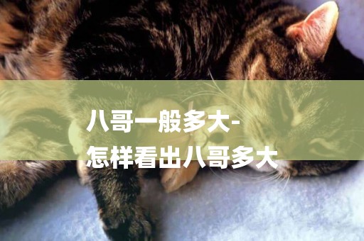 八哥一般多大-
怎樣看出八哥多大
