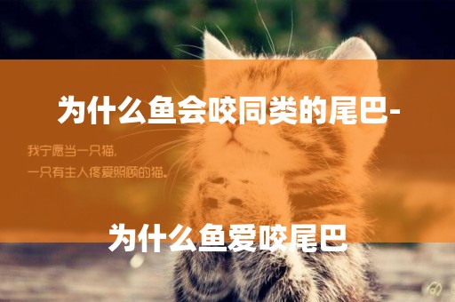 為什么魚會咬同類的尾巴-
為什么魚愛咬尾巴