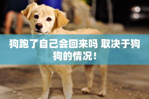 狗跑了自己會回來嗎 取決于狗狗的情況！