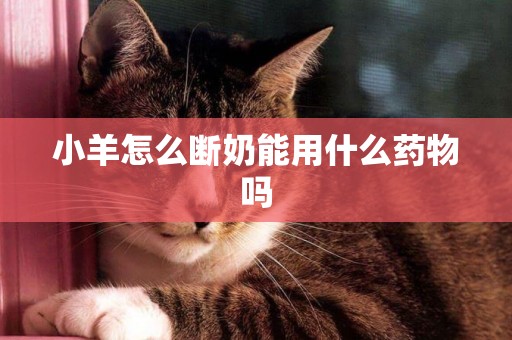 小羊怎么斷奶能用什么藥物嗎