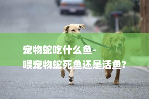 寵物蛇吃什么魚-
喂寵物蛇死魚還是活魚?