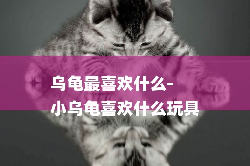 烏龜最喜歡什么-
小烏龜喜歡什么玩具