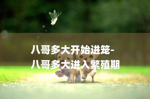 八哥多大開始進籠-
八哥多大進入繁殖期