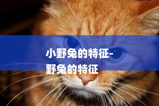 小野兔的特征-
野兔的特征