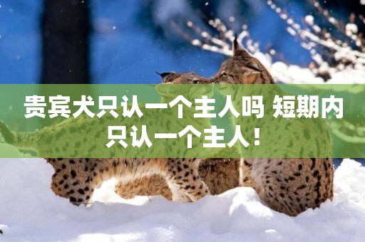 貴賓犬只認一個主人嗎 短期內只認一個主人！