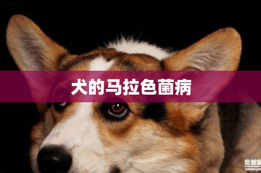 犬的馬拉色菌病