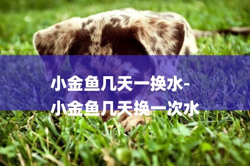 小金魚幾天一換水-
小金魚幾天換一次水