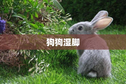 狗狗濕腳
