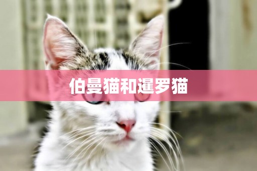伯曼貓和暹羅貓