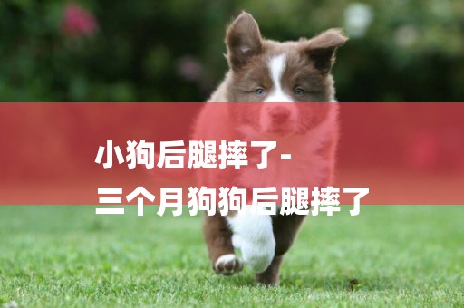 小狗后腿摔了-
三個月狗狗后腿摔了