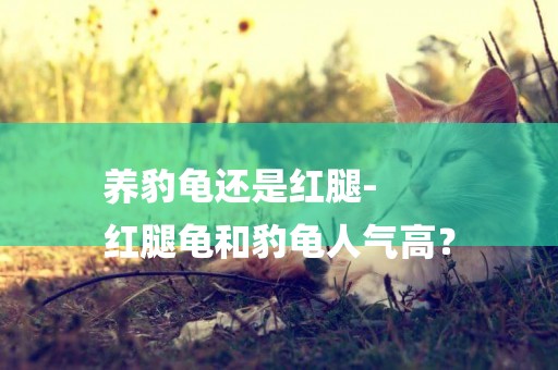 養豹龜還是紅腿-
紅腿龜和豹龜人氣高？