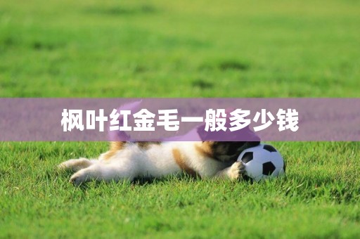 楓葉紅金毛一般多少錢