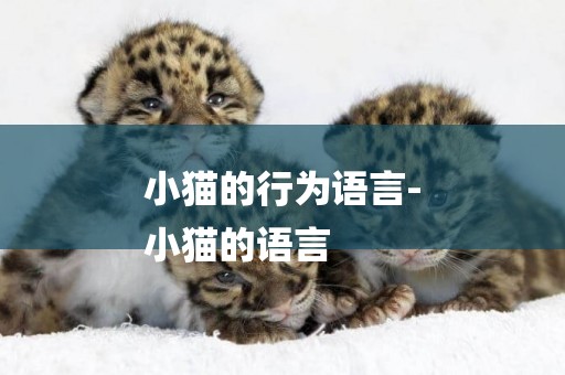 小貓的行為語言-
小貓的語言