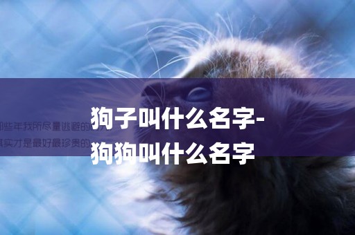 狗子叫什么名字-
狗狗叫什么名字