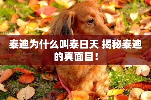 泰迪為什么叫泰日天 揭秘泰迪的真面目！