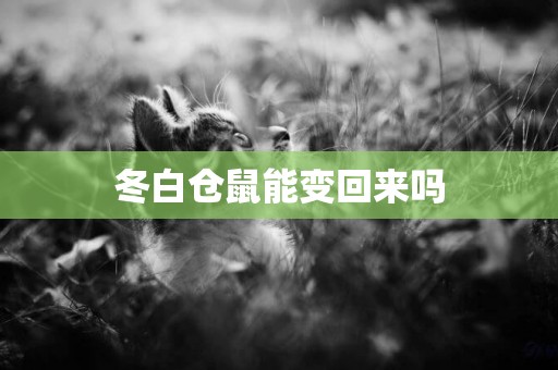 冬白倉鼠能變回來嗎