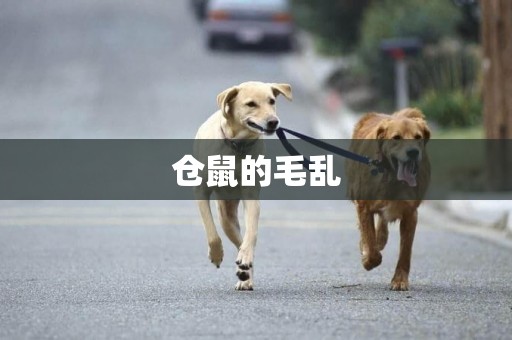 倉鼠的毛亂