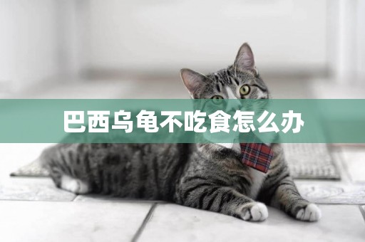 巴西烏龜不吃食怎么辦