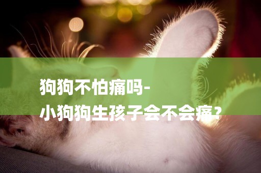 狗狗不怕痛嗎-
小狗狗生孩子會不會痛？