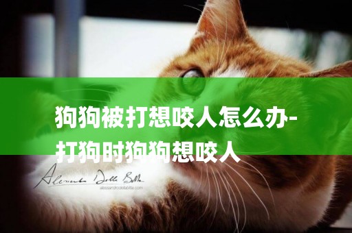 狗狗被打想咬人怎么辦-
打狗時狗狗想咬人