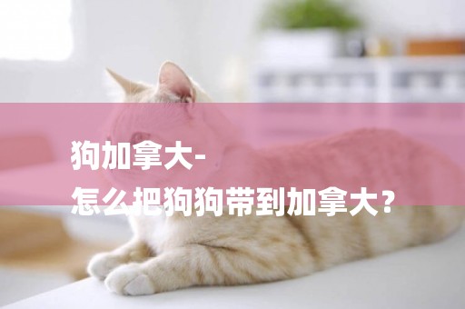 狗加拿大-
怎么把狗狗帶到加拿大？