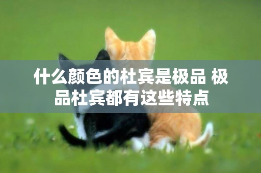 什么顏色的杜賓是極品 極品杜賓都有這些特點